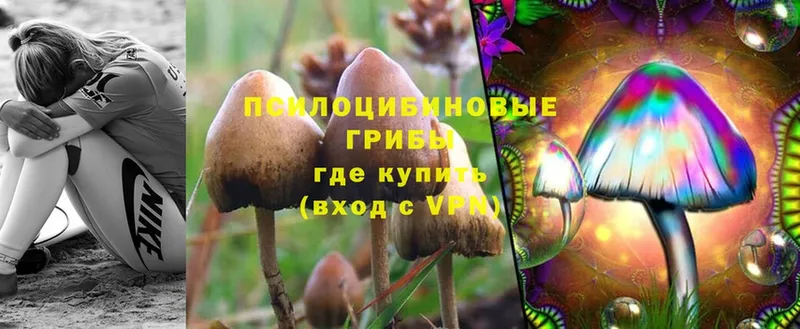 Псилоцибиновые грибы Magic Shrooms  что такое   Александровск 